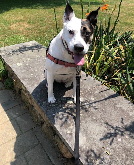 lisaburkin's tweet photo. Finally, with a break in the heat, Lena got back to her afternoon walk on Martha's Vineyard today! https://t.co/LIgrdKBCSD
