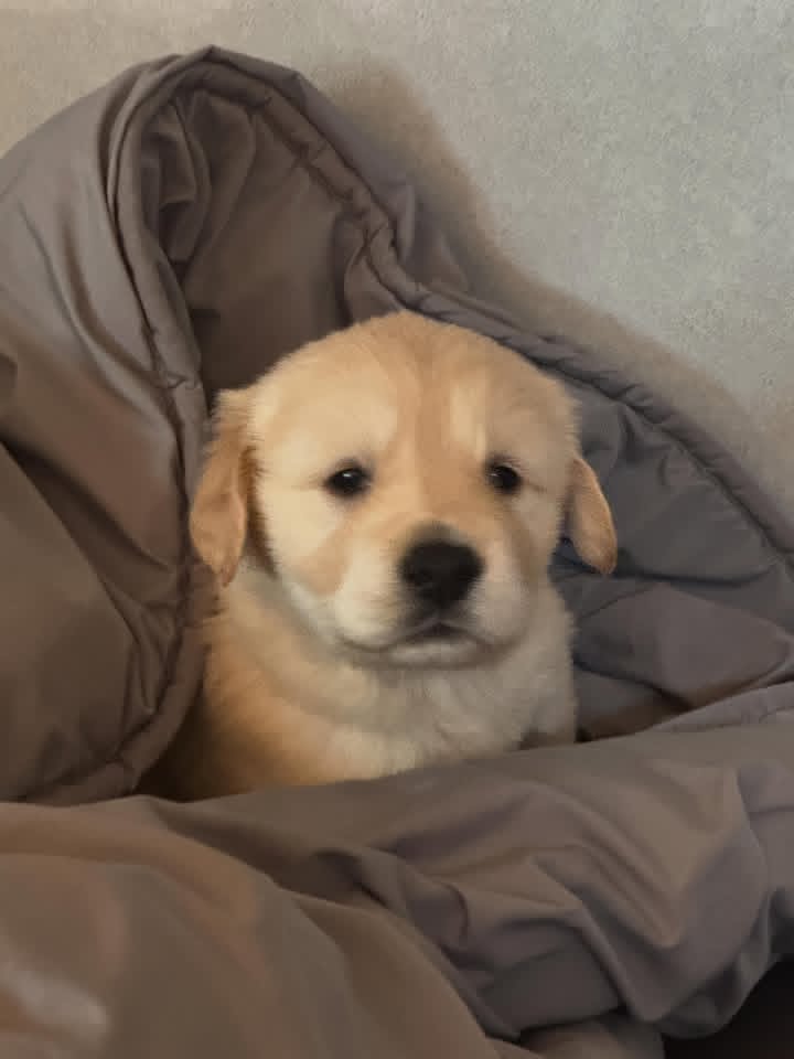 The_M_Jerry's tweet photo. "My little bundle of happiness. 💛" https://t.co/TIuN7UVhAO