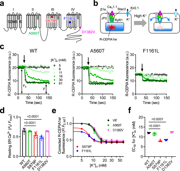 CommsBio's tweet photo. Pathogenic CaV1.1 Variants Cause Hyperpolarizing Shift of Depolarization-Induced Ca2+ Release in Malignant Hyperthermia Susceptibility: Communications Biology, Published online: 29 May 2026; doi:10.1038/s42003-026-10281-1Functional characterization of… https://t.co/9w6bDz4KQ3 https://t.co/0ZPweyAfHT