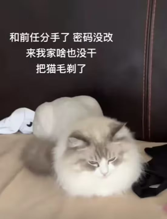 猫猫 猫猫做错了什么，要这么对它😭😭