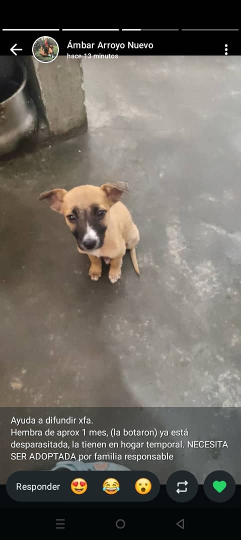 RamsesVazBlanco's tweet photo. Reenviado. Hembrita de aproximadamente 1 mes ( la botaron), desapasitada , tiene un hogar temporal necesita adopción por una familia responsable número de contacto 
0412 080 06 15 Tatiana.  Los Frailes de Catia. Gracias.🐶🙏🇻🇪🐾💔😔 https://t.co/vnKOMXQuYm