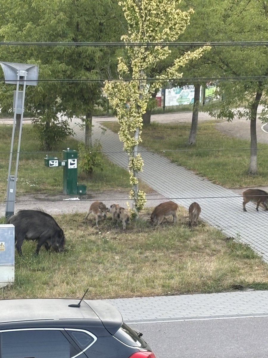 OldFalcone's tweet photo. Nie ma jak to spacer po #parkWolontariuszy w @MiastoMarki 
Średnio tak co dwa dni 😉

Centrum miasta, biały dzień - strach po … mieście chodzić 🙃 https://t.co/x7RFGFDvpb