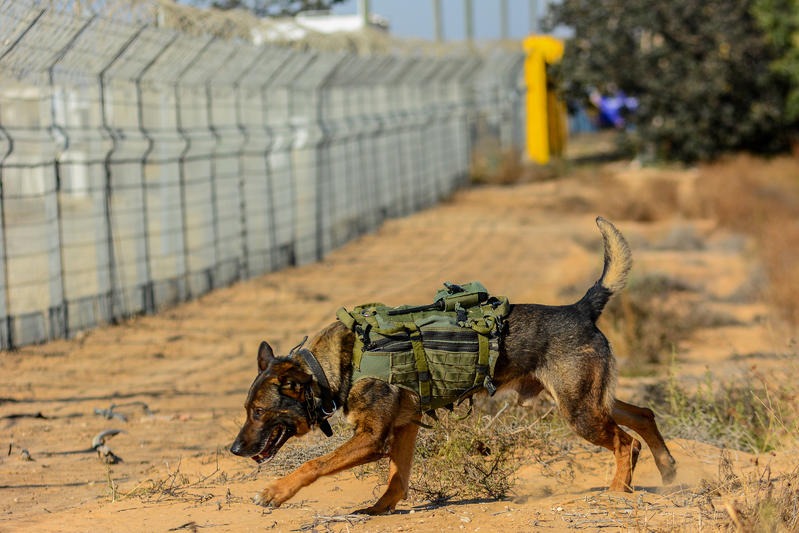 simha00862862's tweet photo. *Freddy, le chien de combat pris en charge comme un soldat à l’hôpital Ichilov*

https://t.co/W4jRAB9srH https://t.co/okPf4qxt9F
