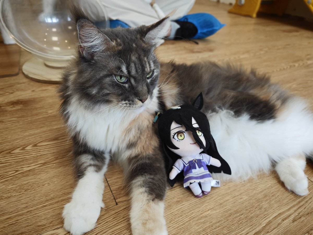 FISHSKIN_FS's tweet photo. 🐱 https://t.co/Q9gOppRaUV