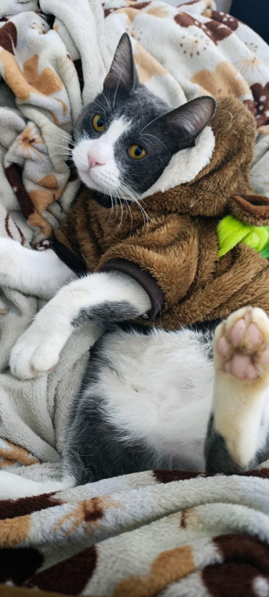 Waffuncankk's tweet photo. NECESITO DIFUSIÓN, POR FAVOR 
SE PERDIÓ TOMate 
desde el 30/ 1 de julio en VILLA LUGANO 
Aspecto: GRIS Y BLANCO 
Ojos: miel 
Gordito y grandote 
tiene 2 años y 7 mesesAprox
Tenía rasguñado el ojito izquierdo(reciente) , producto de un juego con su hermanito. https://t.co/B6i7qnAPEb