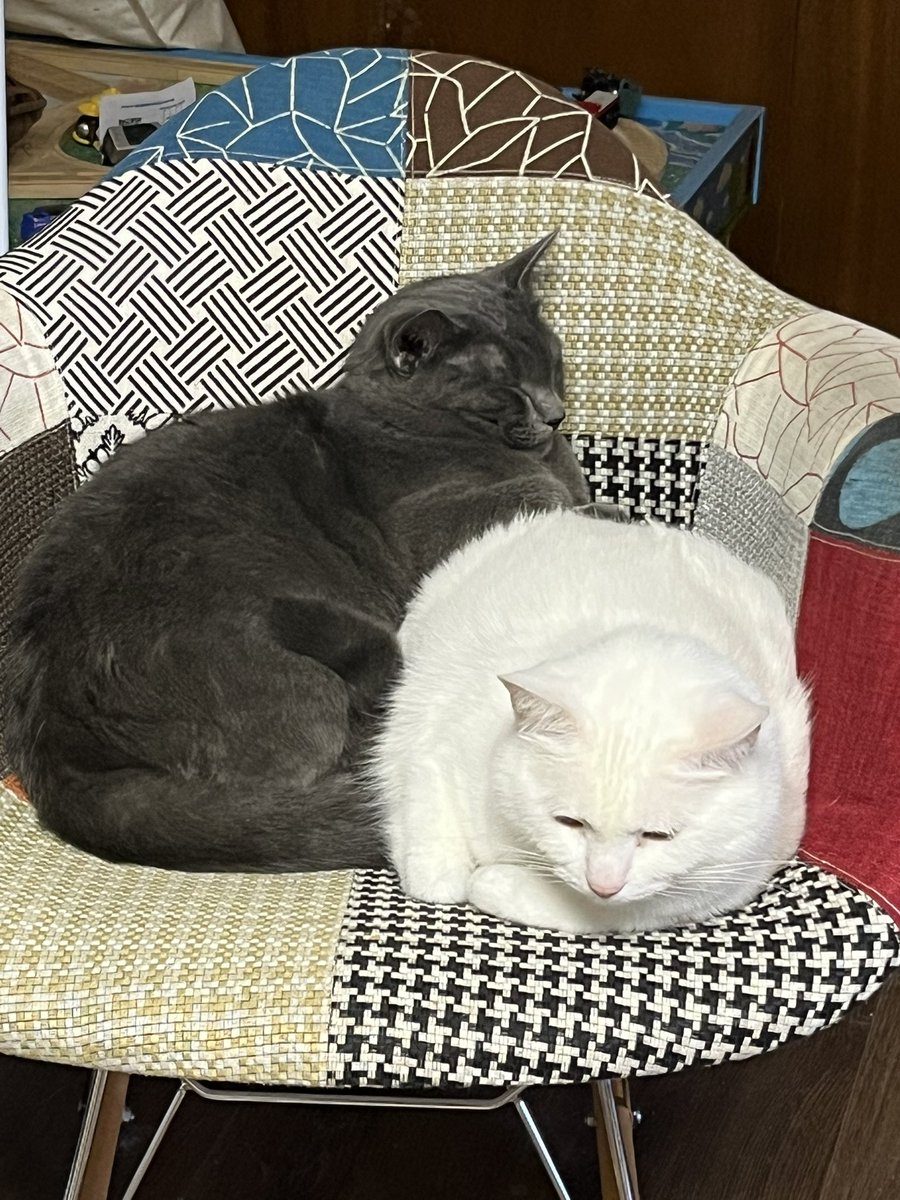 shaynedead's tweet photo. cuddling cuties https://t.co/qPfvXJHsEv