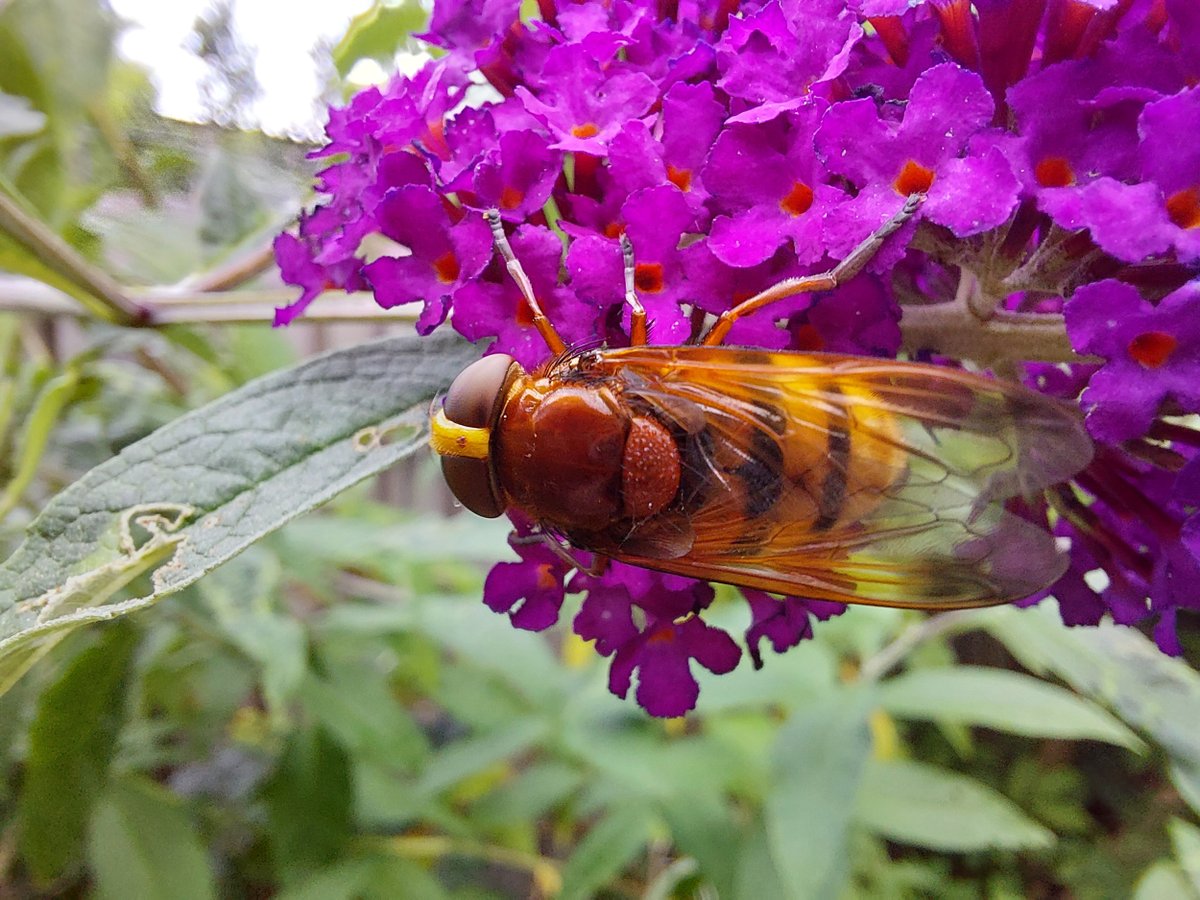 ElineVulsma's tweet photo. Een feest voor het oog: bloemen en insecten in de tuin. Op de vlinderstruik een atalanta, dagpauwoog en een stadsreus. Een oorworm op de portulaca had ik niet direct verwacht, meestal komen die pas 's nachts tevoorschijn. https://t.co/hlPLKh6ATp