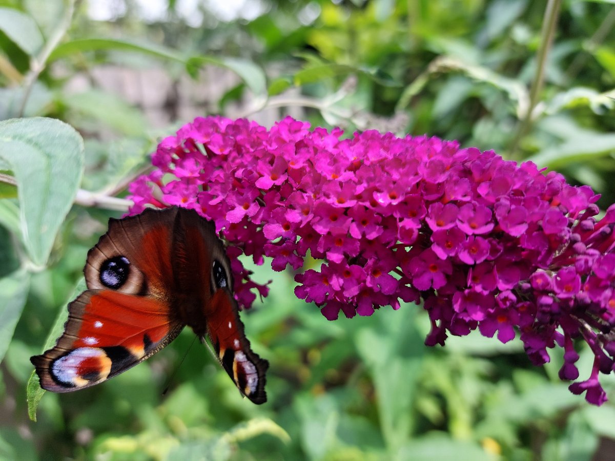 ElineVulsma's tweet photo. Een feest voor het oog: bloemen en insecten in de tuin. Op de vlinderstruik een atalanta, dagpauwoog en een stadsreus. Een oorworm op de portulaca had ik niet direct verwacht, meestal komen die pas 's nachts tevoorschijn. https://t.co/hlPLKh6ATp