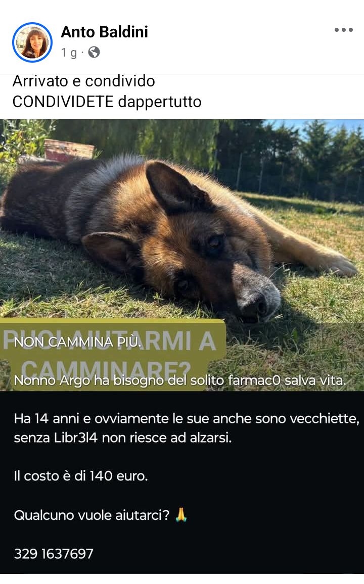 zampa_qua's tweet photo. STRAURGENTISSIMO 🆘🆘🆘🆘🆘☎️3291637697 🐕
https://t.co/rCnxCqeI0t Nonno Argo 14 Anni ha bisogno con urgenza di un farmaco salva vita ,senza questo farmaco non si alza , AIUTIAMOLO😔🙏  #4voiceless #farmaco #caneanziano #cane #anziano https://t.co/sGYbd5M8iO