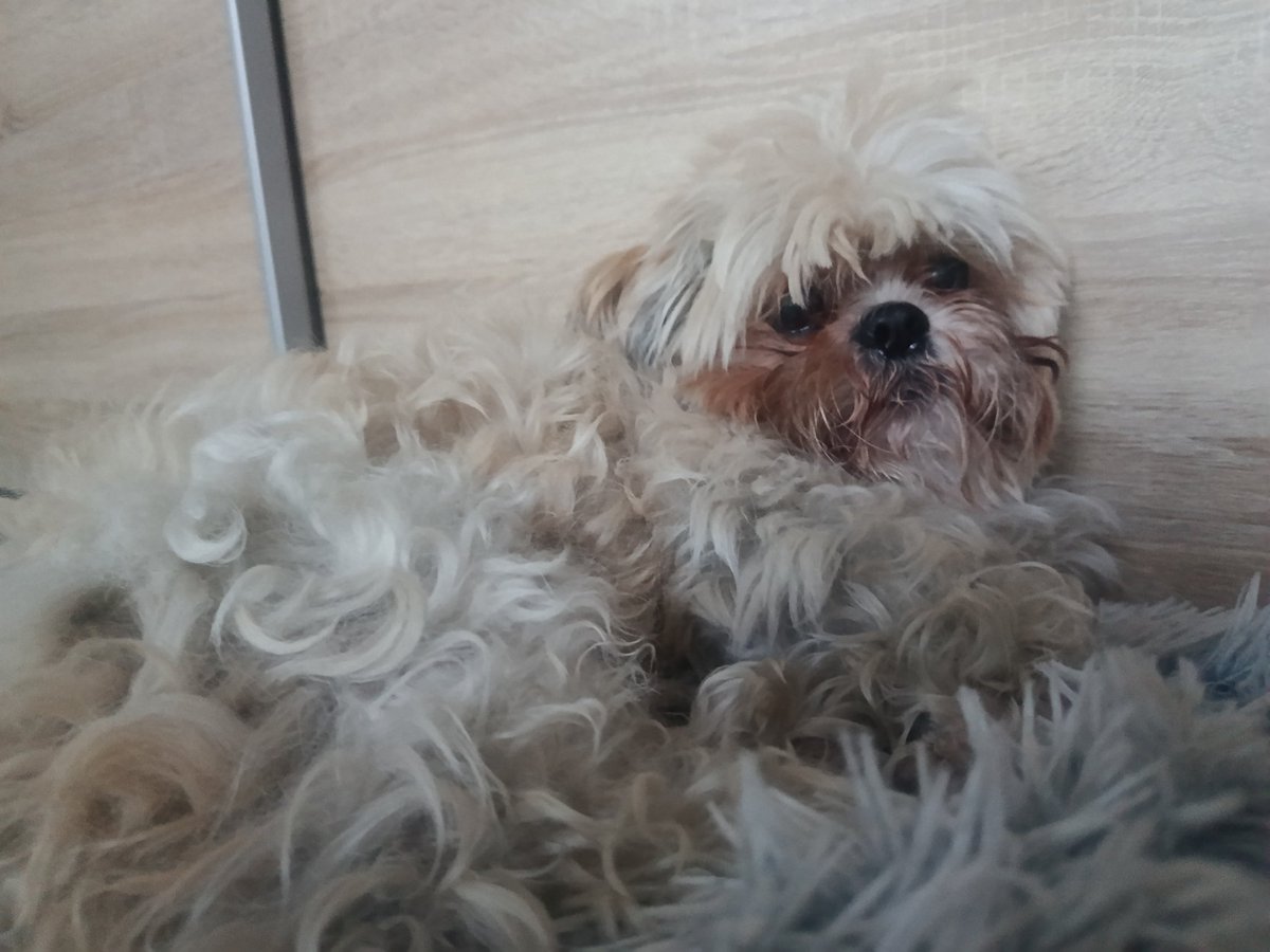 DeadDoveFound's tweet photo. Beethoven looking extra cute and eppy today https://t.co/j9dcADVr0k