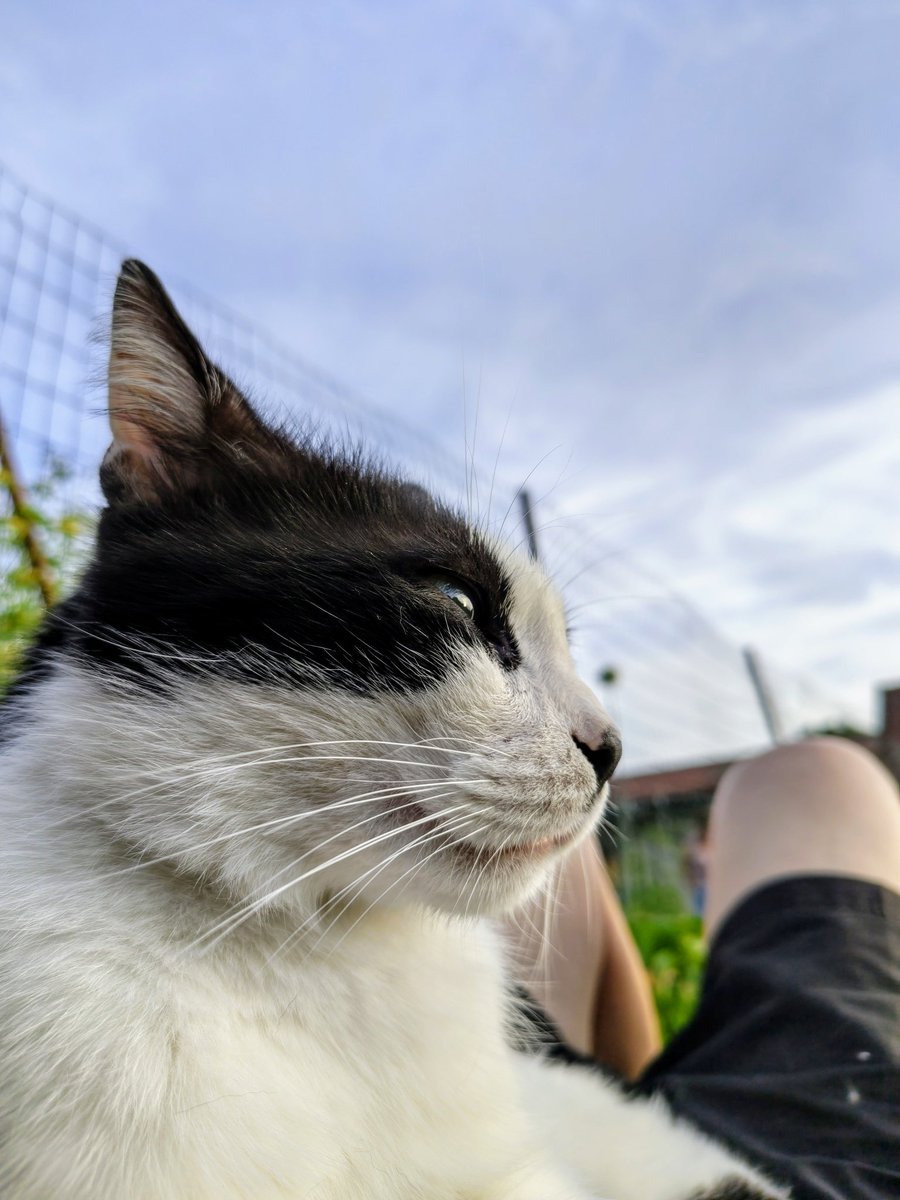 Vitx373's tweet photo. Comme tout les soirs Tartine passe me faire un câlin ♥️ https://t.co/0KZUwXQFqG
