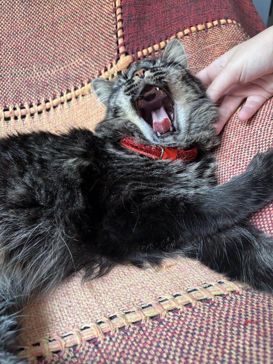 lavagatos's tweet photo. a gata antissuicídio que me deram quando eu tinha 20 anos também funciona muito bem!!!! <3 https://t.co/zckskS1te2