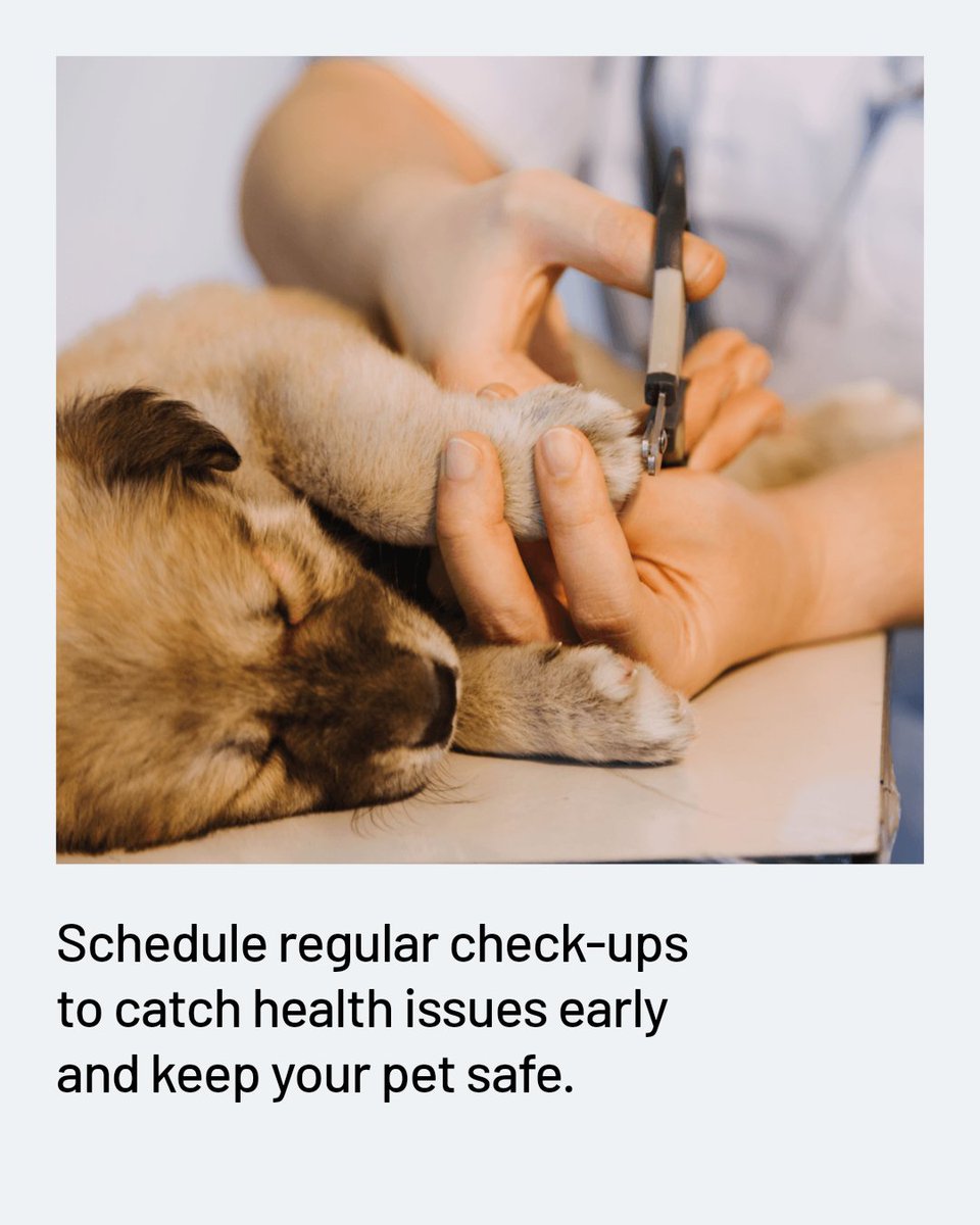 HudspethHosp's tweet photo. Preventive care is not just about avoiding emergencies. It means regular check-ups, vaccinations, dental care, and early disease detection. Protect your pet's health and catch problems before they become crises. Schedule your pet's wellness visit today. https://t.co/aGq9xi9Kho