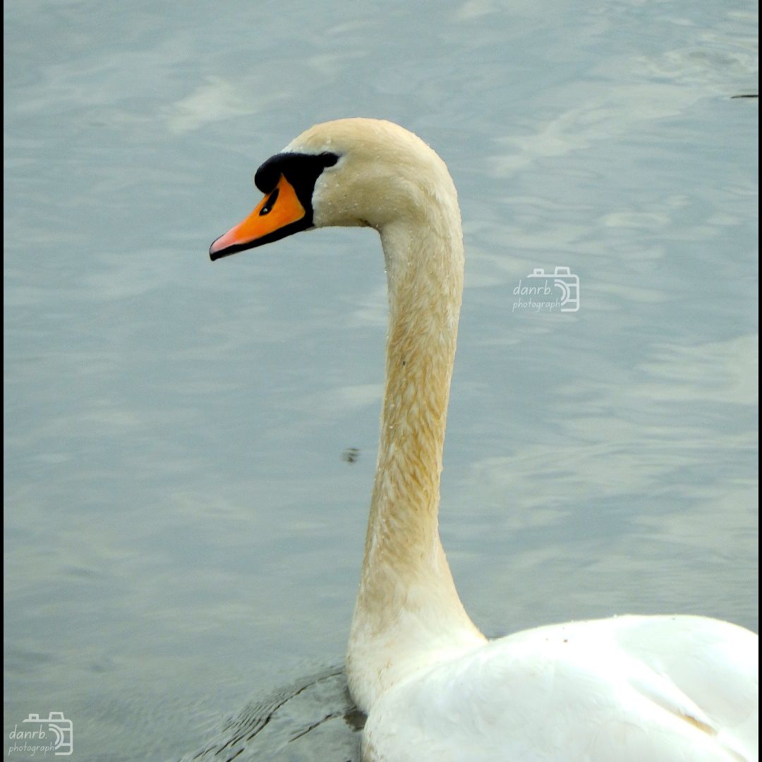 danrbphot0graph's tweet photo. Swans!
#photography #swan #swans #birds #birdphotography https://t.co/E2msqFVjC2
