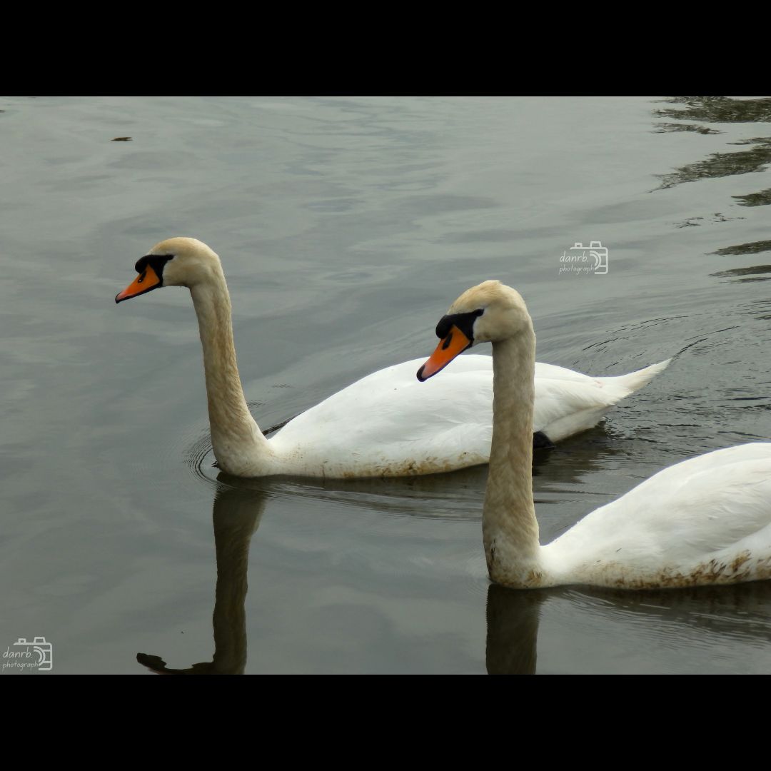 danrbphot0graph's tweet photo. Swans!
#photography #swan #swans #birds #birdphotography https://t.co/E2msqFVjC2