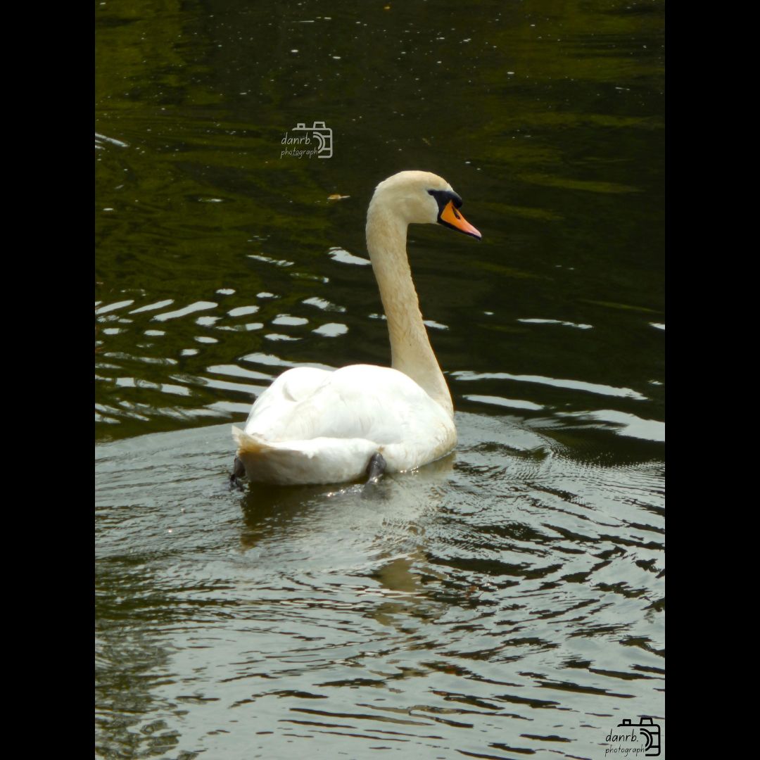 danrbphot0graph's tweet photo. Swans!
#photography #swan #swans #birds #birdphotography https://t.co/E2msqFVjC2