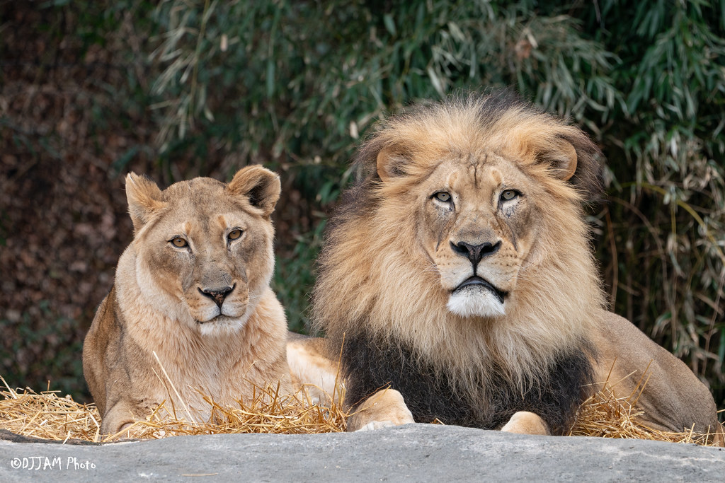 By supporting our Zoo, you are enabling lion coexistence and