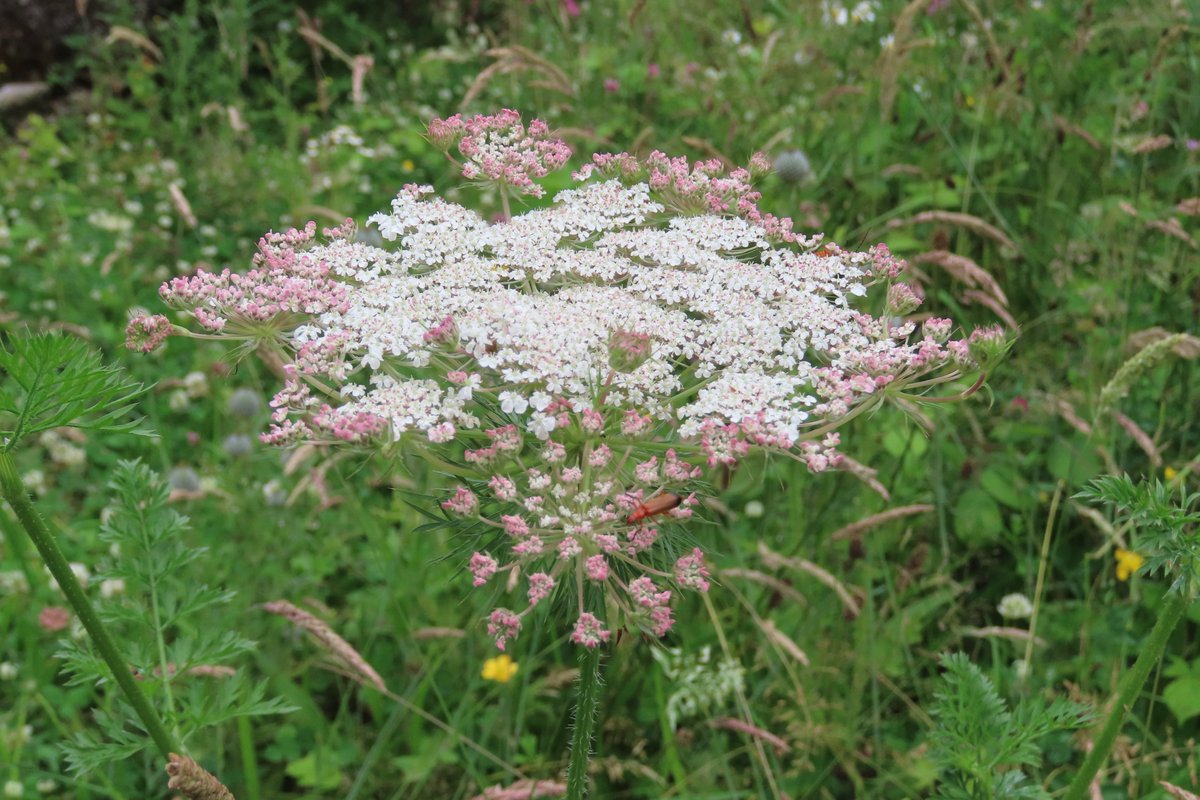 donnarainey4's tweet photo. The beautiful Wild carrot. #wildflowerhour https://t.co/Dl5pbZbYUM