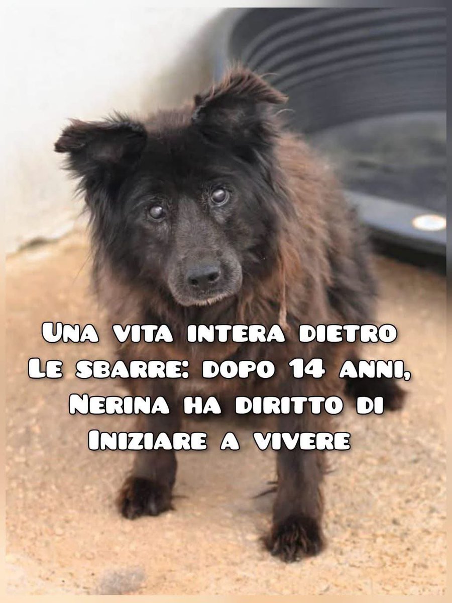 FiorellaArcodi1's tweet photo. UNA VITA INTERA DIETRO LE SBARRE:

DOPO 14 ANNI, NERINA MERITA DI INIZIARE A VIVERE

Cambiate la fine della sua storia. Si trova a Bari.

Per info Whatsapp: 349 1064402 https://t.co/fe5AxdeZxB