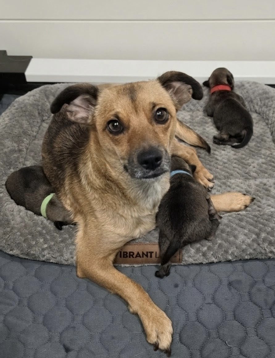SirBailey2's tweet photo. Mommy here:
Requesting urgent PRAYERS 🙏🙏🙏 for both Ruby (red) and Jackpot (green). I woke up to this text from Kristi: “Ruby and Jack both lost 15g last night and Ruby is cold.  We are fighting for these two!”
Aces (blue) is doing well. Poor Hope has already lost 5 out of 8 babies 😭 Today these 3 are at 17 days old.
At the same time 2 of our Doberman puppies are heading to their forever homes today 😊 You know I’m new to rescue work… I’m finding it’s got some reals highs and lows emotionally.

Prayers & shares are so appreciated right now.
I’m also posting our Facebook link where you can see some success stories recently posted.
And our Amazon puppy wishlist.
Thank you!!! 🙏
Mommy
(Bailey approves this message 💚)

https://t.co/1taE6RhuhK
If this link doesn’t work just go to Facebook and search: Las Vegas K9 Crew Rescue

https://t.co/Nd4X0TVAGt

https://t.co/jC1fZRjBeJ 

#lasvegask9crewrescue #rescuedogs #dogrescue #lasvegas #reno #nevada