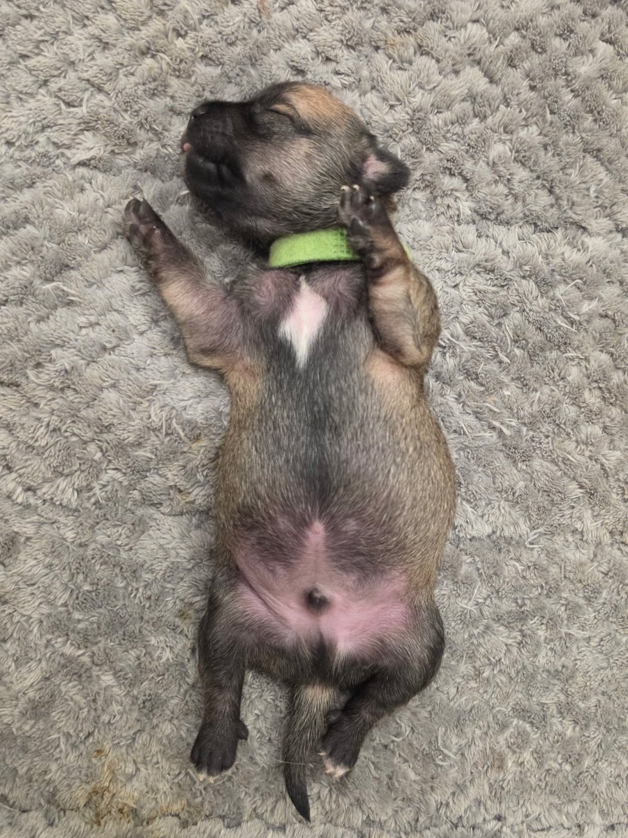 SirBailey2's tweet photo. Mommy here:
Requesting urgent PRAYERS 🙏🙏🙏 for both Ruby (red) and Jackpot (green). I woke up to this text from Kristi: “Ruby and Jack both lost 15g last night and Ruby is cold.  We are fighting for these two!”
Aces (blue) is doing well. Poor Hope has already lost 5 out of 8 babies 😭 Today these 3 are at 17 days old.
At the same time 2 of our Doberman puppies are heading to their forever homes today 😊 You know I’m new to rescue work… I’m finding it’s got some reals highs and lows emotionally.

Prayers & shares are so appreciated right now.
I’m also posting our Facebook link where you can see some success stories recently posted.
And our Amazon puppy wishlist.
Thank you!!! 🙏
Mommy
(Bailey approves this message 💚)

https://t.co/1taE6RhuhK
If this link doesn’t work just go to Facebook and search: Las Vegas K9 Crew Rescue

https://t.co/Nd4X0TVAGt

https://t.co/jC1fZRjBeJ 

#lasvegask9crewrescue #rescuedogs #dogrescue #lasvegas #reno #nevada