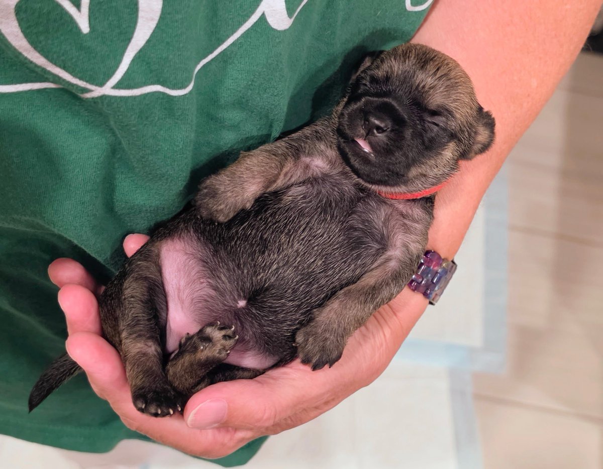 SirBailey2's tweet photo. Mommy here:
Requesting urgent PRAYERS 🙏🙏🙏 for both Ruby (red) and Jackpot (green). I woke up to this text from Kristi: “Ruby and Jack both lost 15g last night and Ruby is cold.  We are fighting for these two!”
Aces (blue) is doing well. Poor Hope has already lost 5 out of 8 babies 😭 Today these 3 are at 17 days old.
At the same time 2 of our Doberman puppies are heading to their forever homes today 😊 You know I’m new to rescue work… I’m finding it’s got some reals highs and lows emotionally.

Prayers & shares are so appreciated right now.
I’m also posting our Facebook link where you can see some success stories recently posted.
And our Amazon puppy wishlist.
Thank you!!! 🙏
Mommy
(Bailey approves this message 💚)

https://t.co/1taE6RhuhK
If this link doesn’t work just go to Facebook and search: Las Vegas K9 Crew Rescue

https://t.co/Nd4X0TVAGt

https://t.co/jC1fZRjBeJ 

#lasvegask9crewrescue #rescuedogs #dogrescue #lasvegas #reno #nevada