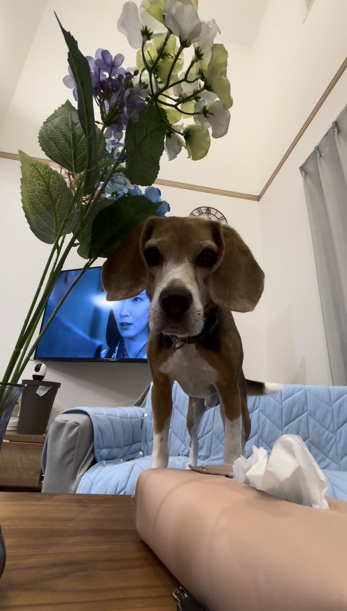 小イッヌの歯磨き用オヤツを覗き見る中イッヌ #ビーグル #犬好きさんと