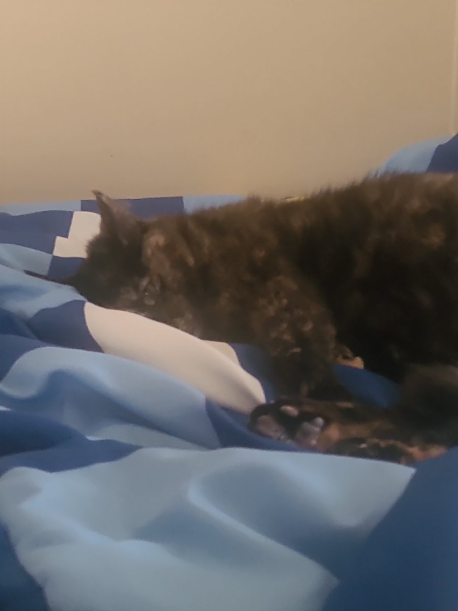 specialenmy's tweet photo. today i said goodbye to my lovely amazing cat of 6 and half years. she lived a long beautiful and wonderful life full of happiness. ill love her forever and ever, ily sm rocky https://t.co/b1vruoFeBv