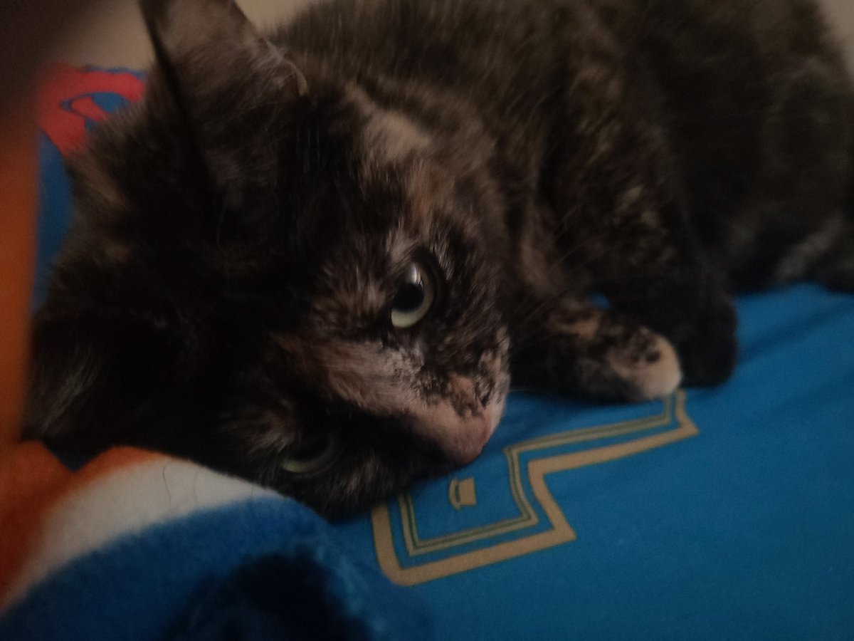 specialenmy's tweet photo. today i said goodbye to my lovely amazing cat of 6 and half years. she lived a long beautiful and wonderful life full of happiness. ill love her forever and ever, ily sm rocky https://t.co/b1vruoFeBv