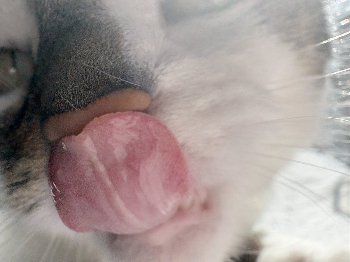softshylamb's tweet photo. @Meeksei_ close up :p https://t.co/hgkeWm1XDp