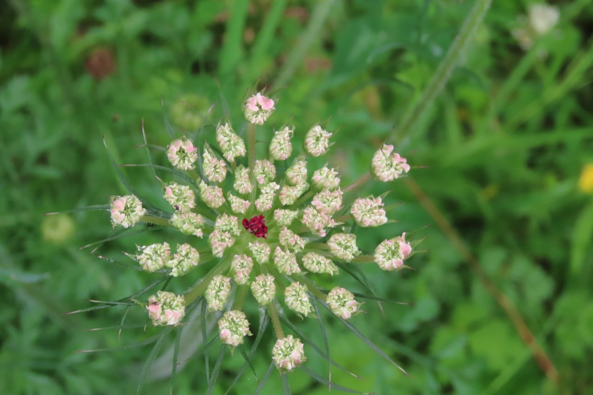 donnarainey4's tweet photo. The beautiful Wild carrot. #wildflowerhour https://t.co/Dl5pbZbYUM