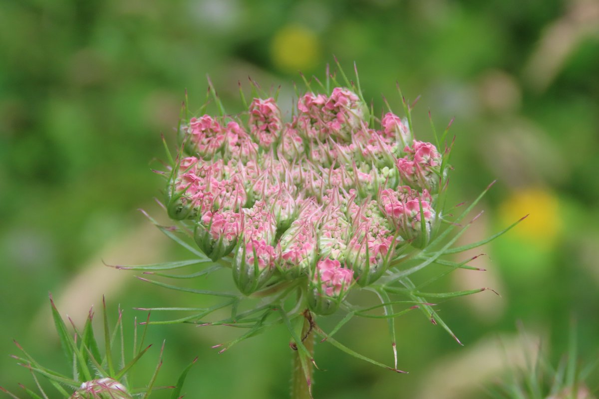 donnarainey4's tweet photo. The beautiful Wild carrot. #wildflowerhour https://t.co/Dl5pbZbYUM