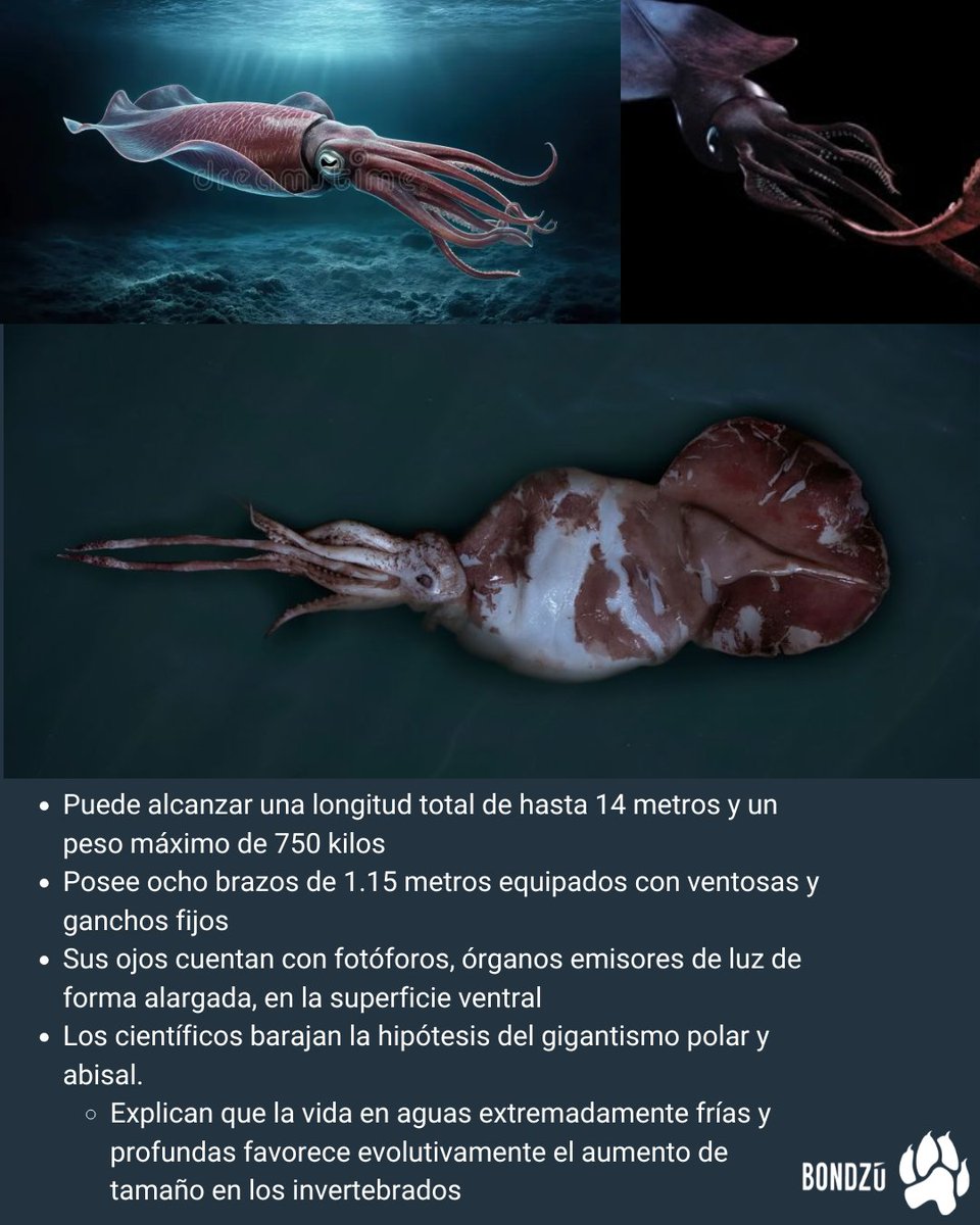 BondzuCubs's tweet photo. Un verdadero gigante habita en las profundidades de más de un kilómetro en el océano Austral. Se trata del calamar colosal, un habitante de las tinieblas abisales que desafía las proporciones comunes de la naturaleza.
#CalamarColosal #CriaturasMarinas #BiologíaMarina https://t.co/ripz6T8Ir7