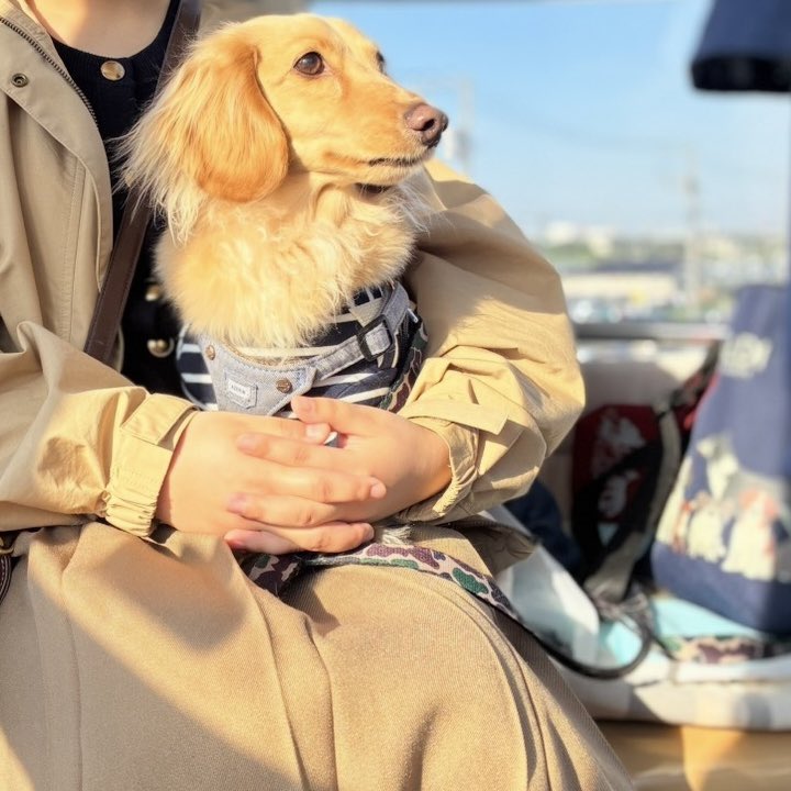 youth2002's tweet photo. 抱っこされて、当然。うちでも外でも https://t.co/pKatUW2vXJ