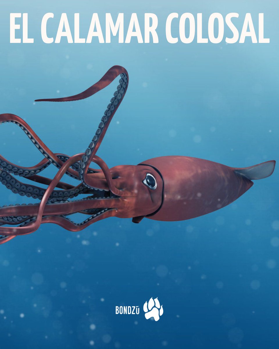 BondzuCubs's tweet photo. Un verdadero gigante habita en las profundidades de más de un kilómetro en el océano Austral. Se trata del calamar colosal, un habitante de las tinieblas abisales que desafía las proporciones comunes de la naturaleza.
#CalamarColosal #CriaturasMarinas #BiologíaMarina https://t.co/xxkhe2do30