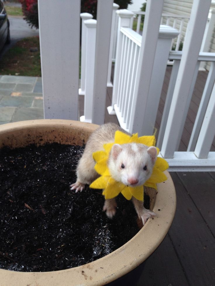 nnnstrs's tweet photo. what kind of flower is this………. https://t.co/9ObuRZC0c2