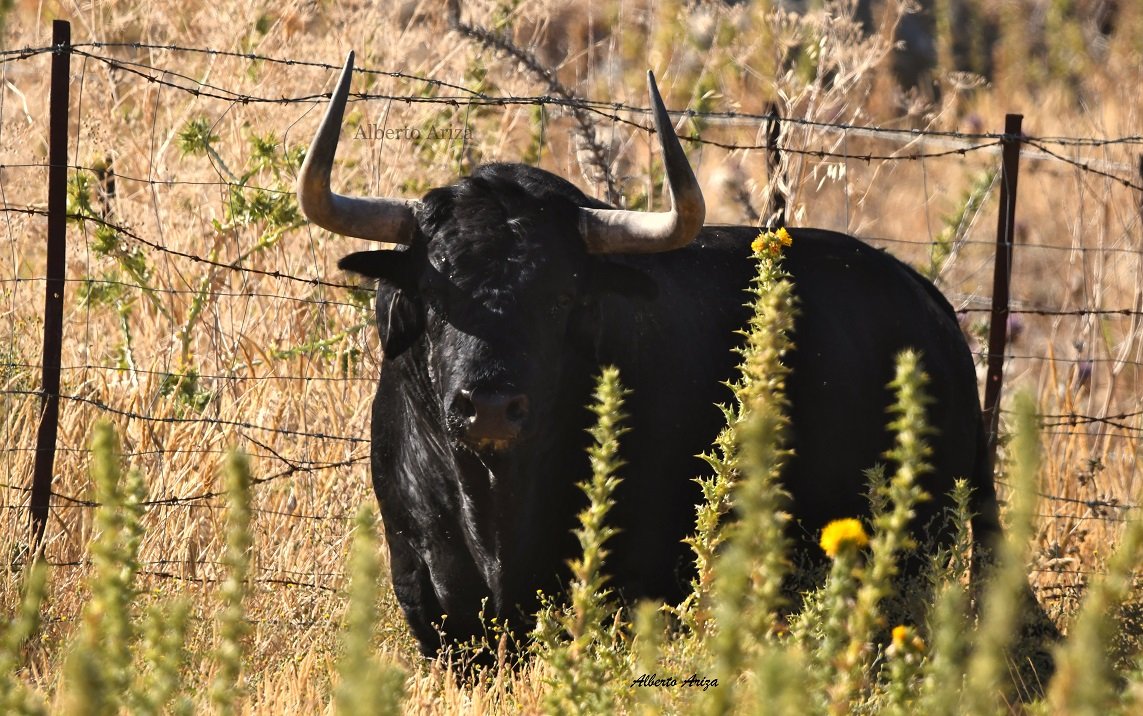 Secreto_Bravura's tweet photo. N°67 "MANIJERO" Cebada Gago

De 590 kilos, uno de los toros más serios de la corrida y quizás de la Feria del Toro.

Muy astifino y con mucha cara, es otro de esos toros que asustan al verlos subir por Estafeta.

@HrosCebadaGago https://t.co/gCHcrdQ9Ck