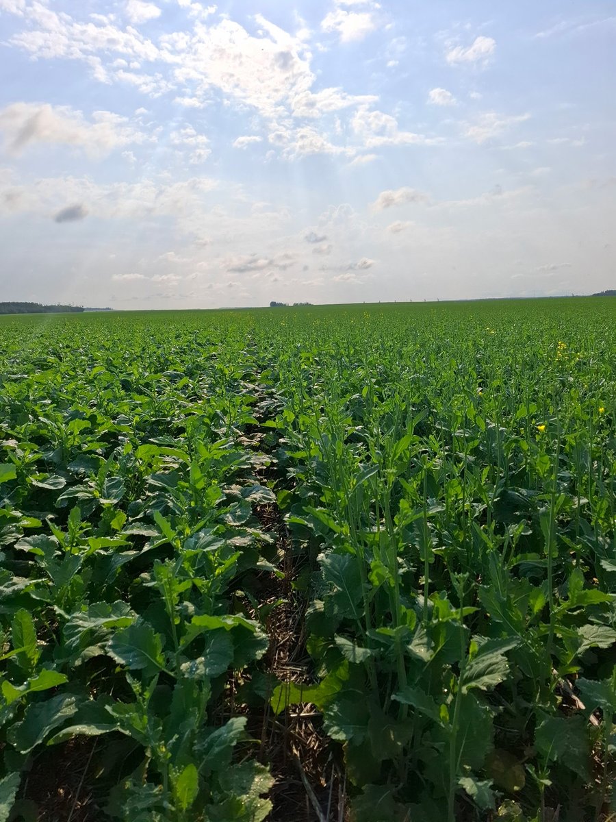 nicholsondessa's tweet photo. Two of @BASFAgSolutions new hybrids showing their stuff and why they are great fits for the Peace 👀 

Don’t miss the chance to come see these beauties in action this tour season! 🌱 

#Agtwitter #InVigor #BASF #canola https://t.co/RgH18PJOjw