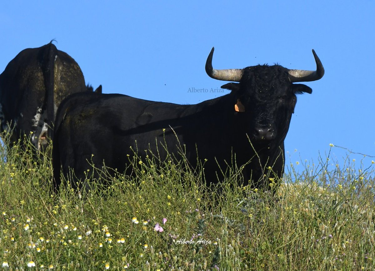Secreto_Bravura's tweet photo. En las siguientes fotos podéis ver la evolución a lo largo de de la vida de "MANIJERO".

Aunque desde becerro señalaba que iba a tener una cara espectacular, destaca por lo que fue cerrando los pitones hasta ser un toro muy muy serio.

@HrosCebadaGago https://t.co/XSbc17AcMo