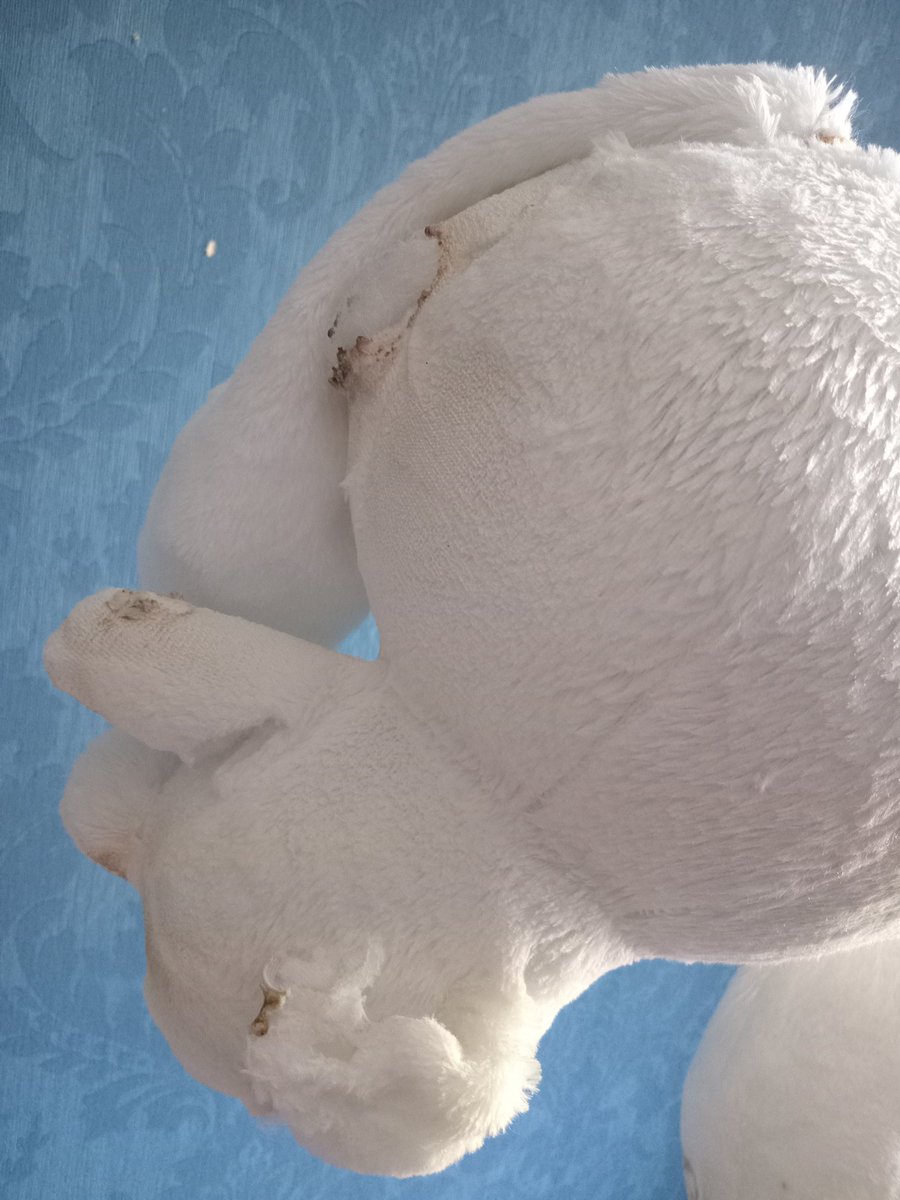 cinnamobully's tweet photo. コイツも炙ってみたよ！あと左耳切れ込みいれて綿ぬいて、輪ゴムで付け根をきつーく縛ったった https://t.co/ZT5OEAD1q1