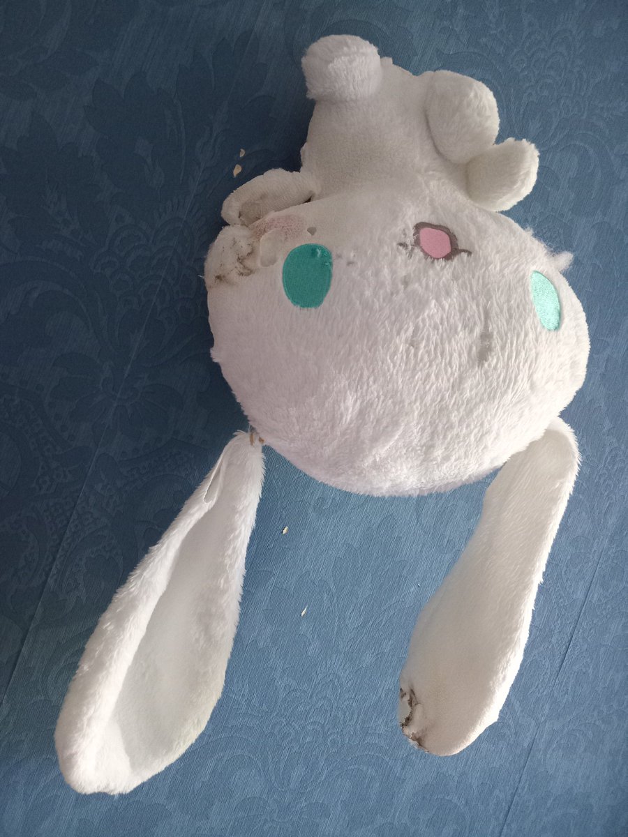 cinnamobully's tweet photo. コイツも炙ってみたよ！あと左耳切れ込みいれて綿ぬいて、輪ゴムで付け根をきつーく縛ったった https://t.co/ZT5OEAD1q1