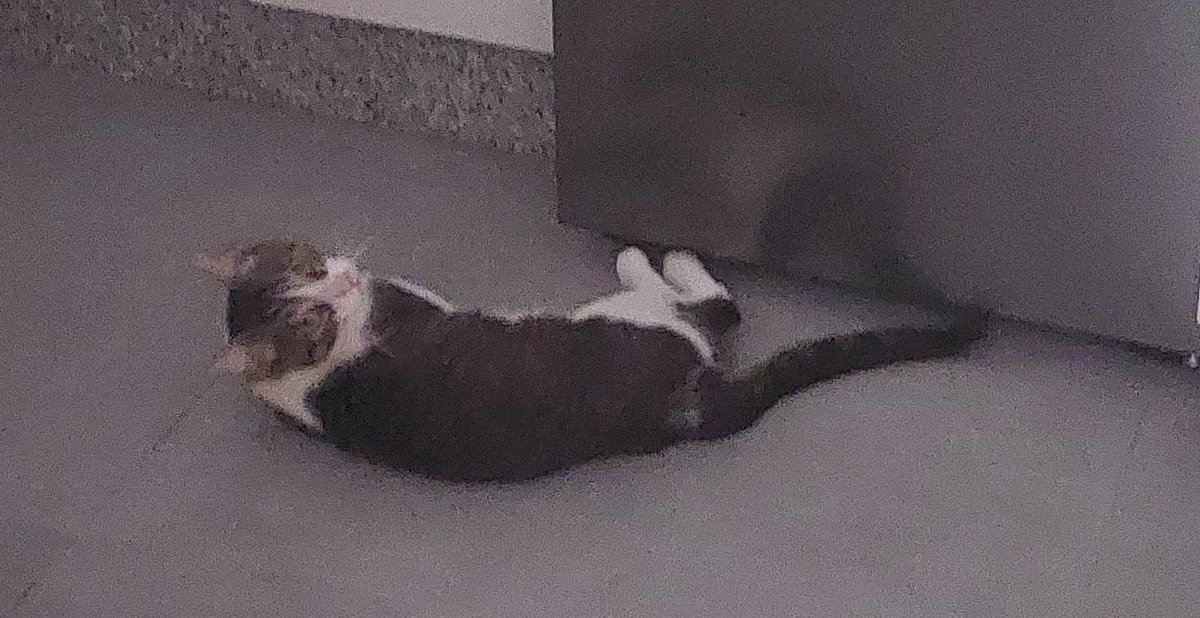 RanguGamer's tweet photo. No quiere salir de la cocina, porque es el sitio más fresquito de la casa... xD
(Pide que le abra el congelador) https://t.co/aTgTKFzAiI