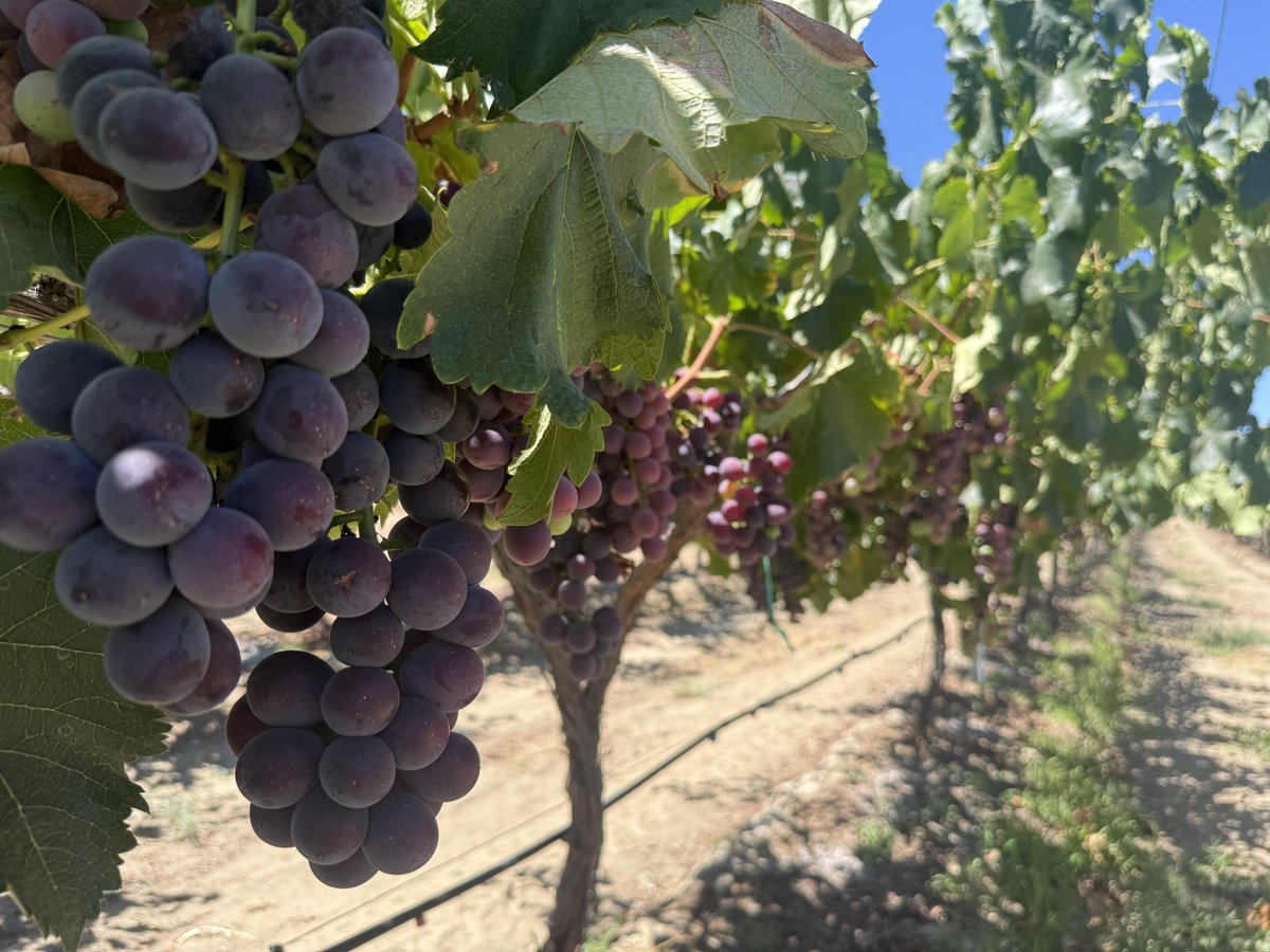 Sddopfsi's tweet photo. The grapes grown in Los Angeles are really good😀 https://t.co/pkzEiKeCJm