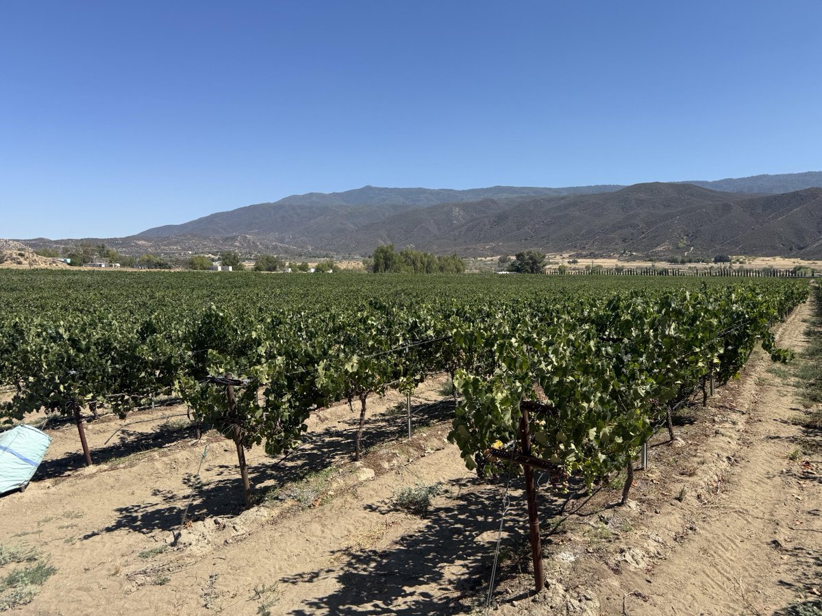 Sddopfsi's tweet photo. The grapes grown in Los Angeles are really good😀 https://t.co/pkzEiKeCJm