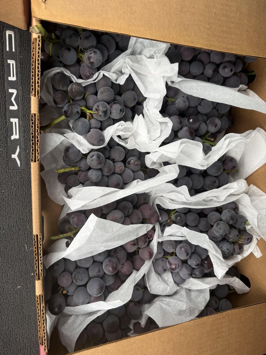 Sddopfsi's tweet photo. The grapes grown in Los Angeles are really good😀 https://t.co/pkzEiKeCJm