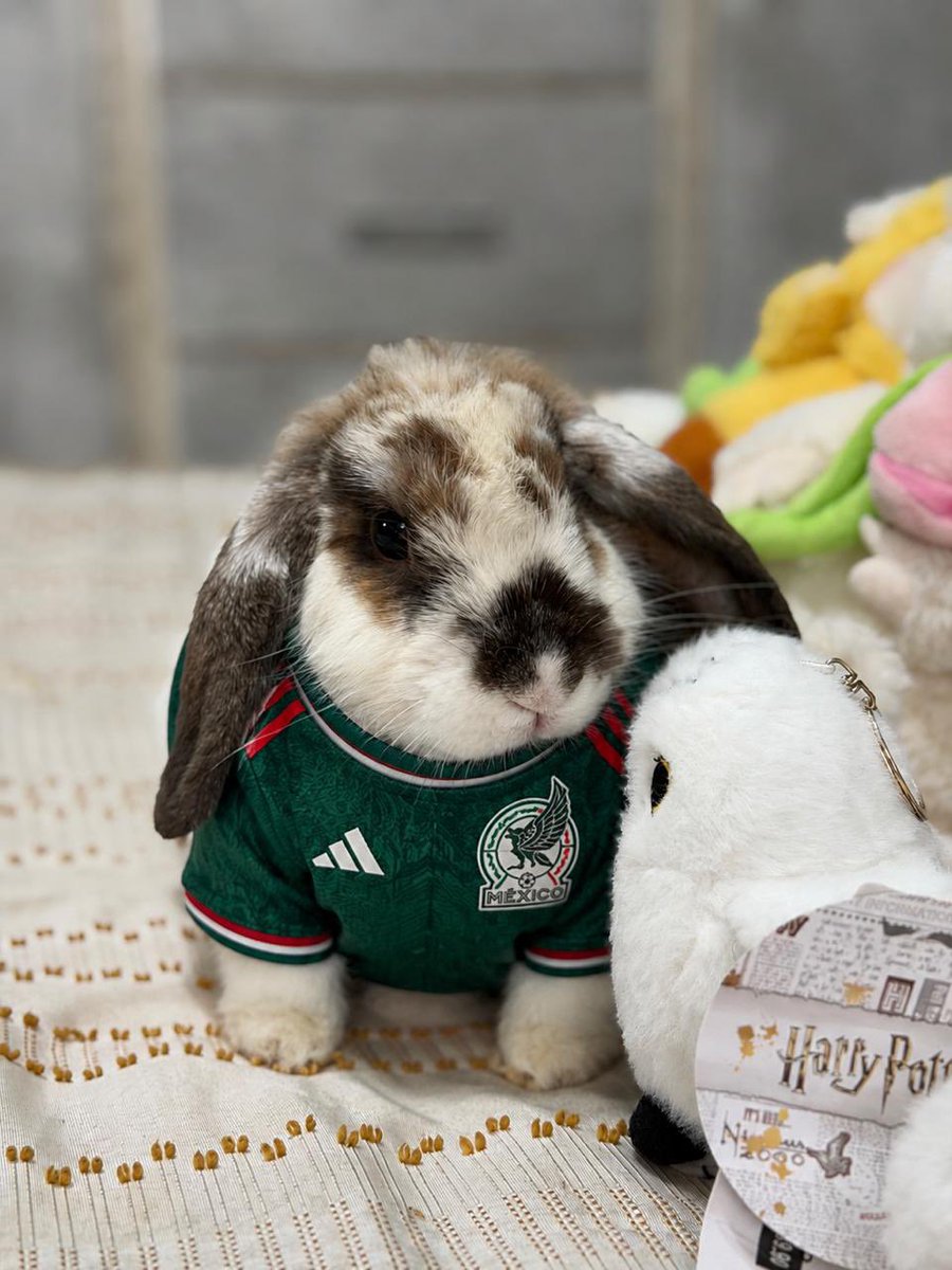 vanessarctic's tweet photo. Bombón lista para el partido.
Y si sí?🇲🇽 https://t.co/GVRGXkzmAw