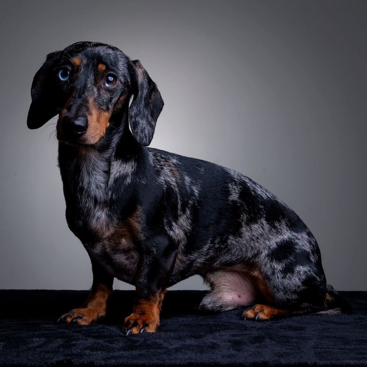 MissingPetsGB's tweet photo. 🐕 #stolendoghour

#Huntingdon #PE29 Please share to help find WILBURT, a miniature #dachshund dapple #missing since 4 July when he escaped his harness after being startled.

He was last seen at Huntingdon gymnasium. DO NOT CHASE
Please contact if sighted
https://t.co/cDzu6S8Woi https://t.co/itr53HpsHq