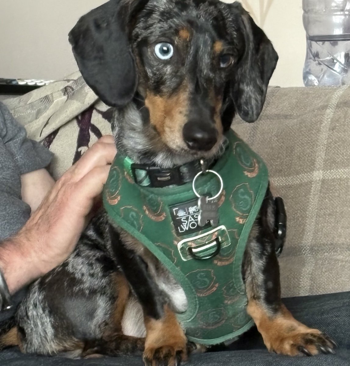 MissingPetsGB's tweet photo. 🐕 #stolendoghour

#Huntingdon #PE29 Please share to help find WILBURT, a miniature #dachshund dapple #missing since 4 July when he escaped his harness after being startled.

He was last seen at Huntingdon gymnasium. DO NOT CHASE
Please contact if sighted
https://t.co/cDzu6S8Woi https://t.co/itr53HpsHq