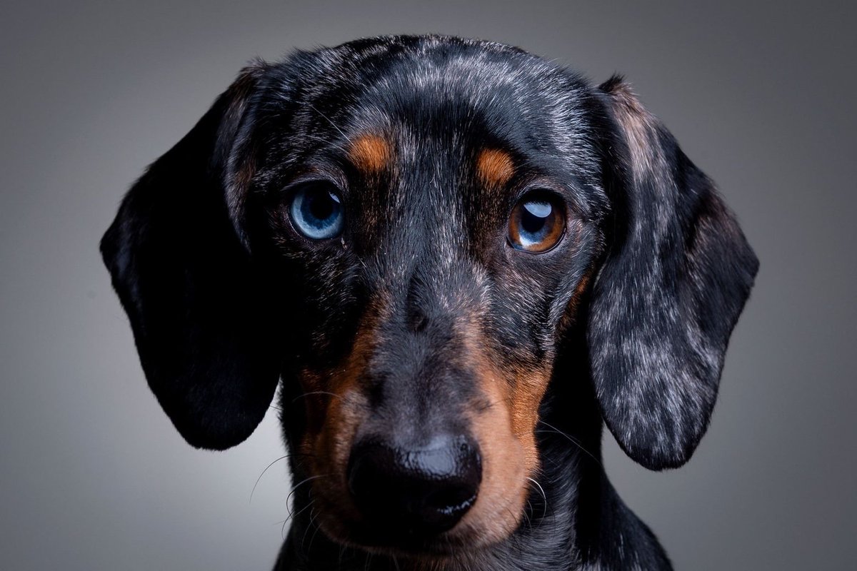 MissingPetsGB's tweet photo. 🐕 #stolendoghour

#Huntingdon #PE29 Please share to help find WILBURT, a miniature #dachshund dapple #missing since 4 July when he escaped his harness after being startled.

He was last seen at Huntingdon gymnasium. DO NOT CHASE
Please contact if sighted
https://t.co/cDzu6S8Woi https://t.co/itr53HpsHq