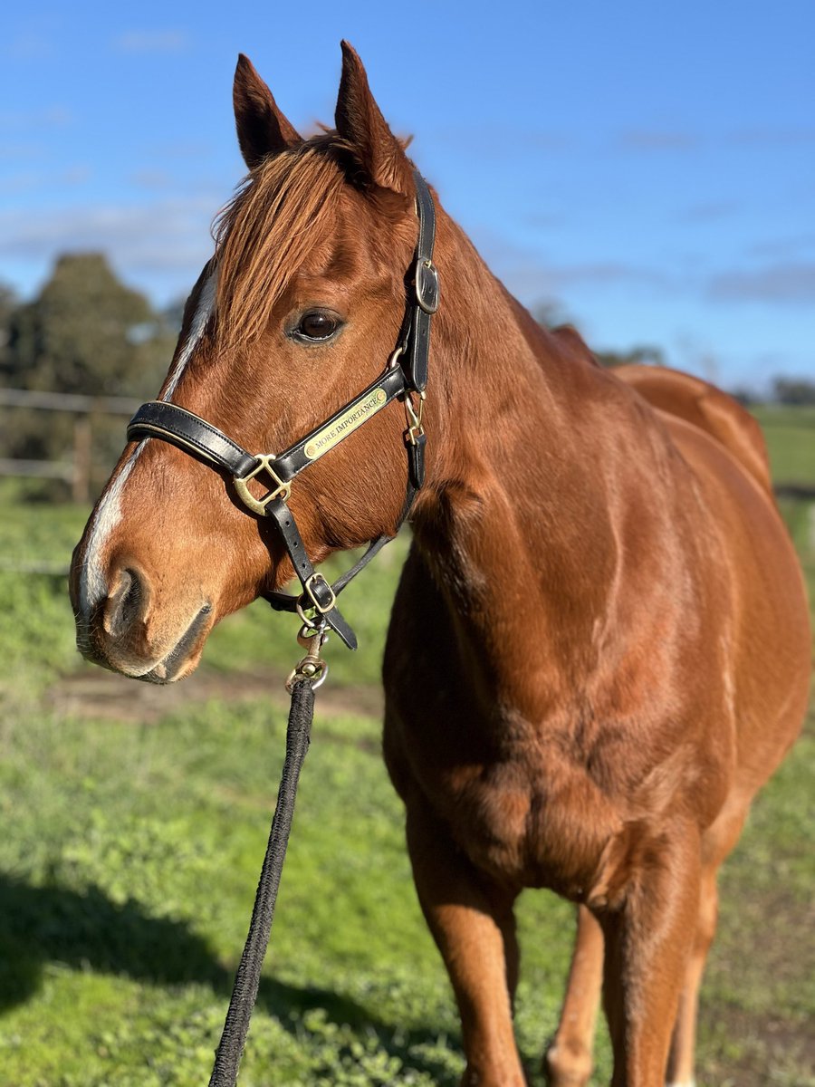 More Importance 🐴 tweet media